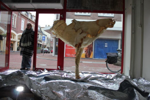 Horden en Schimmel Schoenenreus