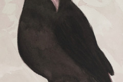 1.Blackbird1